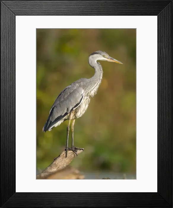 Framed Print : Grey Heron Immature bird perched on floating log. Cleveland. UK Framed Print : Grey Heron Immature bird perched on floating log. Cleveland. UK
