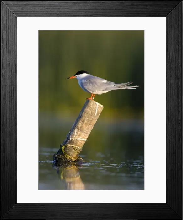 Framed Print : Common Tern Framed Print : Common Tern