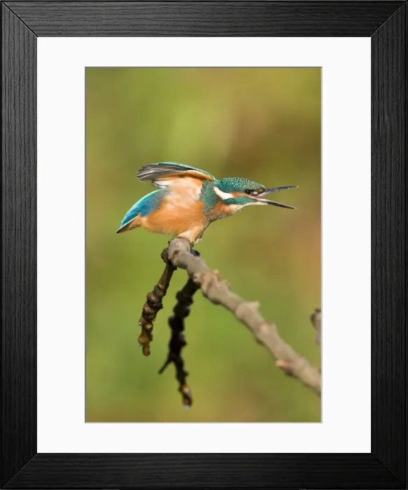 Framed Print : Common Kingfisher Framed Print : Common Kingfisher