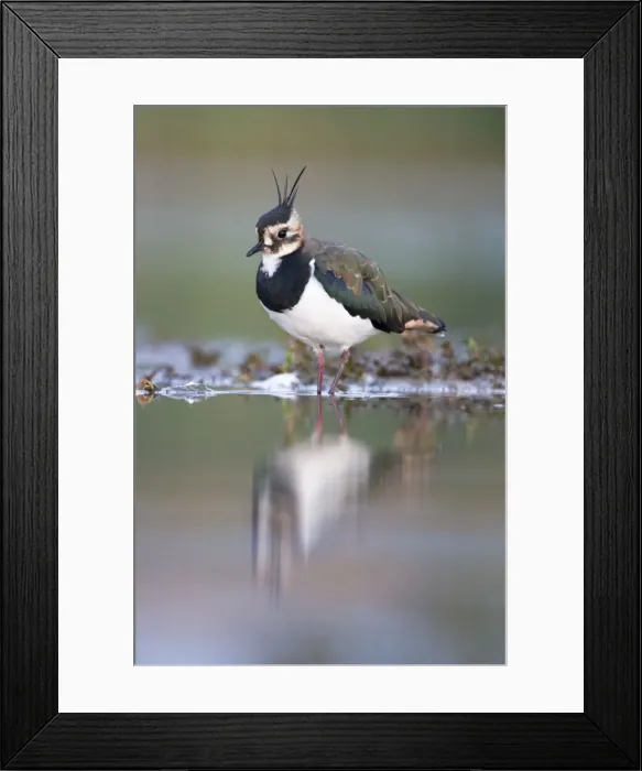 Framed Print : Northern Lapwing Framed Print : Northern Lapwing