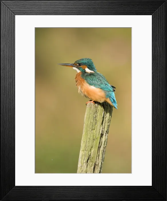 Framed Print : Kingfisher Adult female. River Leven, Cleveland, UK Framed Print : Kingfisher Adult female. River Leven, Cleveland, UK