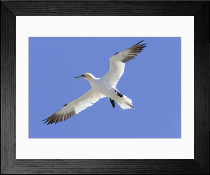 Framed Print : Northern Gannet In flight Bass Rock, Scotland Framed Print : Northern Gannet In flight Bass Rock, Scotland