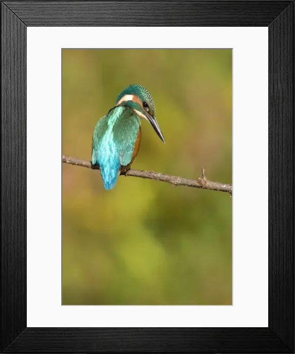 Framed Print : Kingfisher Adult male perched on a branch looking into the water. River Leven, Cleveland, UK Framed Print : Kingfisher Adult male perched on a branch looking into the water. River Leven, Cleveland, UK