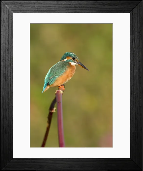 Framed Print : Common Kingfisher Framed Print : Common Kingfisher