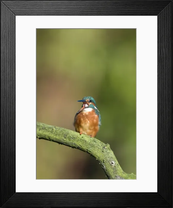 Framed Print : Kingfisher Coughing up a pellet of fish bones. Two of a sequence of five images. River Leven, Cleveland. UK Framed Print : Kingfisher Coughing up a pellet of fish bones. Two of a sequence of five images. River Leven, Cleveland. UK