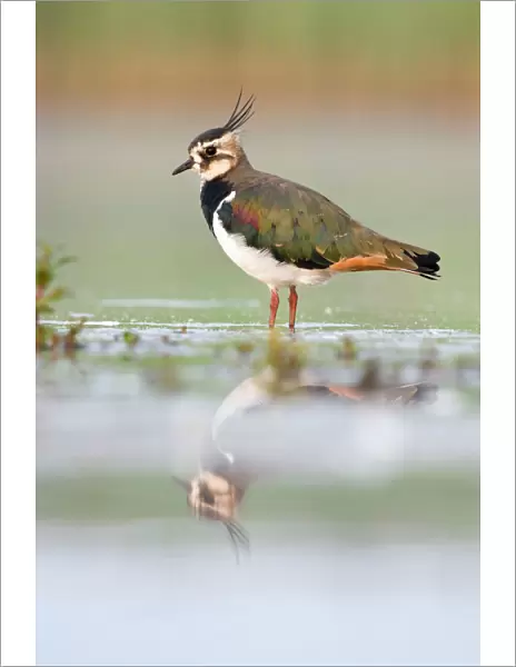 Northern Lapwing Waterlevel perspective of bird standing in shallow water. Cleveland, UK