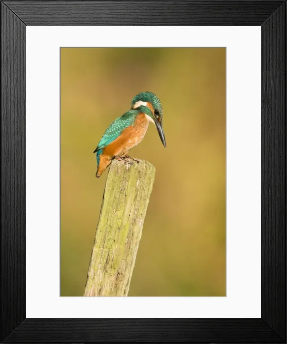 Framed Print : Kingfisher Immature male perched on vantage point looking into water. River Leven, Cleveland, UK