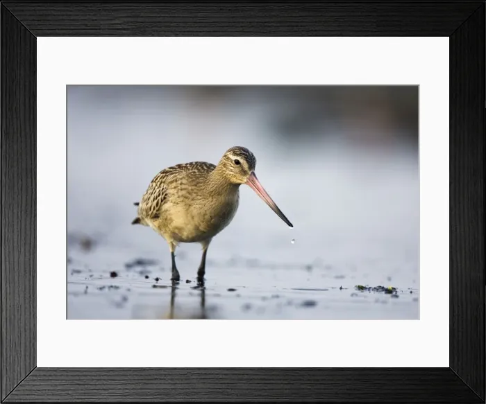 Framed Print : Bar-Tailed Godwit In winter South Gare, Cleveland, England, UK Framed Print : Bar-Tailed Godwit In winter South Gare, Cleveland, England, UK