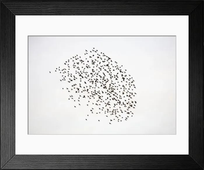 Framed Print : Common Starling Flocking at dusk. Darlington. UK Framed Print : Common Starling Flocking at dusk. Darlington. UK