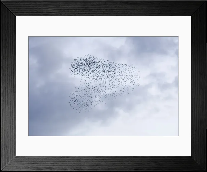 Framed Print : Common Starling Swirling flock of birds under attack by a sparrowhawk at dusk. Darlington. UK