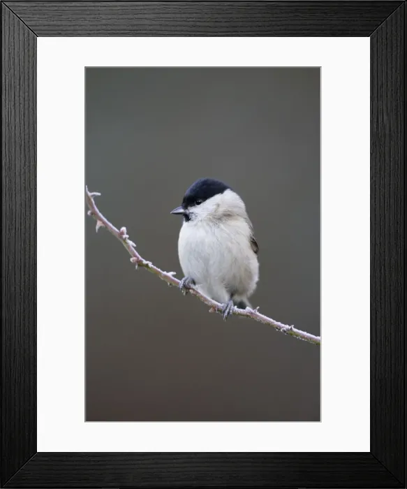 Framed Print : Marsh Tit Cleveland. UK