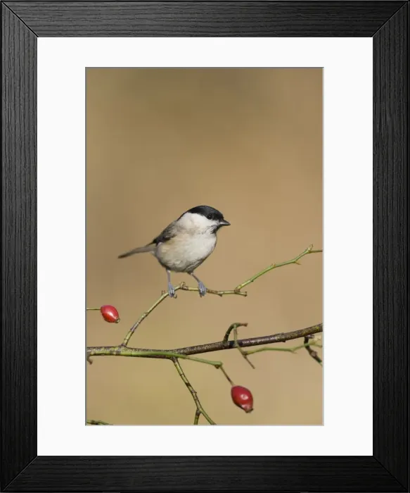 Framed Print : Marsh Tit Cleveland. UK Framed Print : Marsh Tit Cleveland. UK