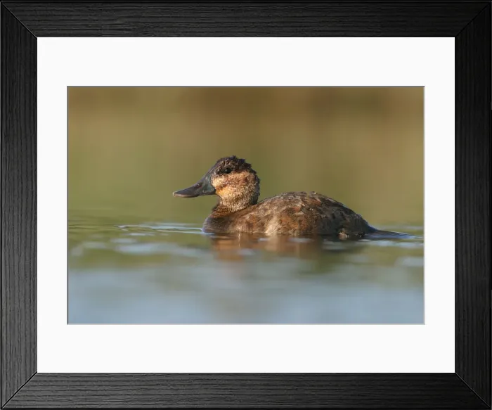 Framed Print : Ruddy Duck - Female Cleveland, UK Framed Print : Ruddy Duck - Female Cleveland, UK