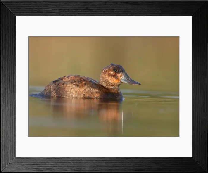 Framed Print : Ruddy Duck - Female Cleveland, UK Framed Print : Ruddy Duck - Female Cleveland, UK