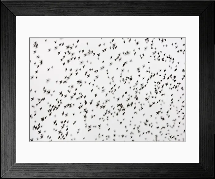 Framed Print : Common Starling Flocking at dusk. Darlington. UK Framed Print : Common Starling Flocking at dusk. Darlington. UK
