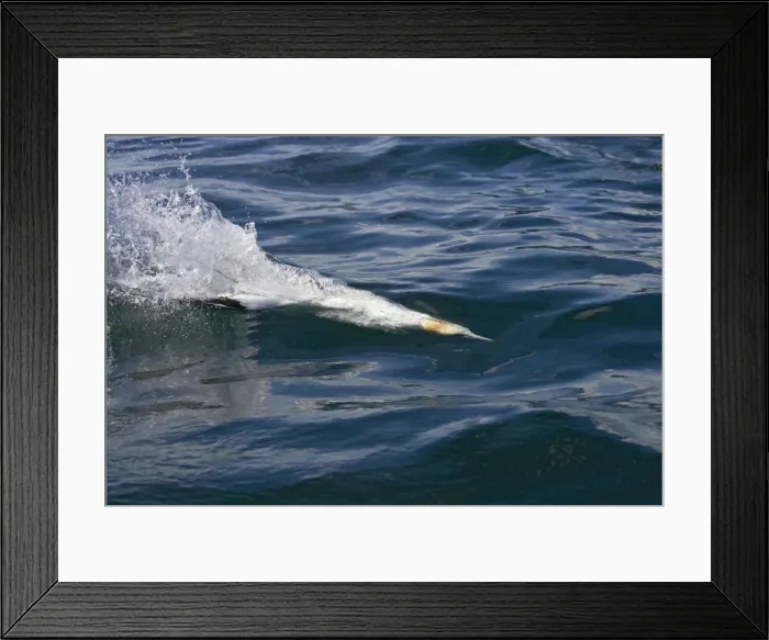 Framed Print : Northern Gannet Diving for fish just below the water surface. Bass Rock, Scotland