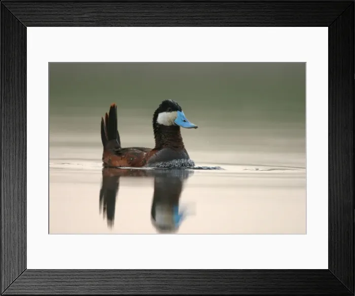 Framed Print : Ruddy Duck Framed Print : Ruddy Duck
