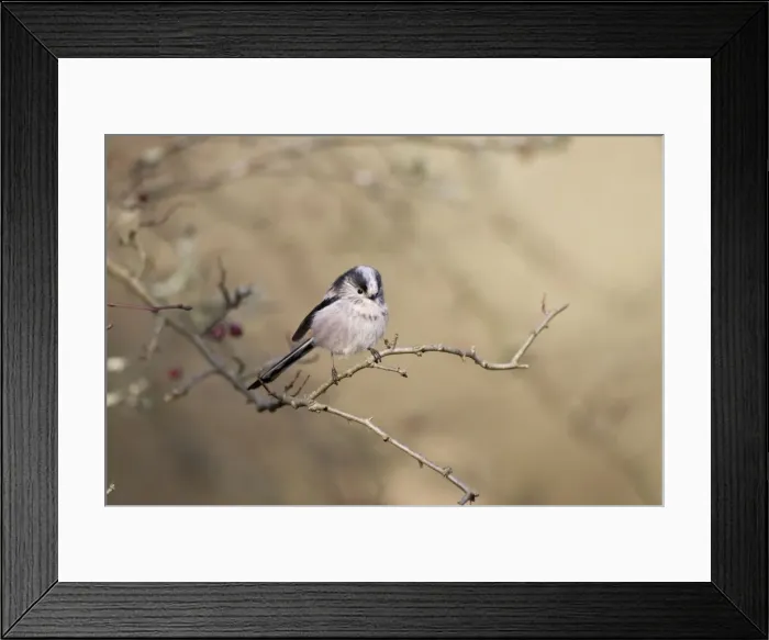 Framed Print : Long-tailed Tit Perched in hawthorn Cleveland, UK Framed Print : Long-tailed Tit Perched in hawthorn Cleveland, UK