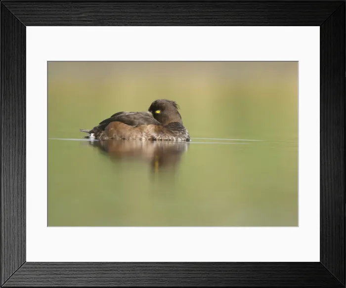 Framed Print : Tufted Duck. Female sleeping. Cleveland, UK Framed Print : Tufted Duck. Female sleeping. Cleveland, UK