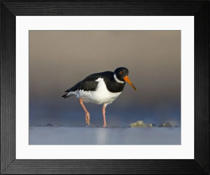 Framed Print : Oystercatcher Framed Print : Oystercatcher