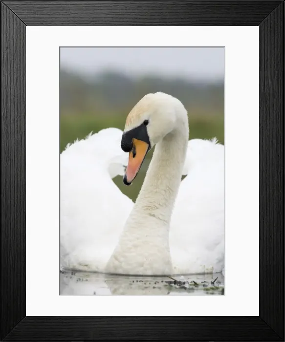 Framed Print : Mute Swan In agressive pose. Cleveland. UK Framed Print : Mute Swan In agressive pose. Cleveland. UK