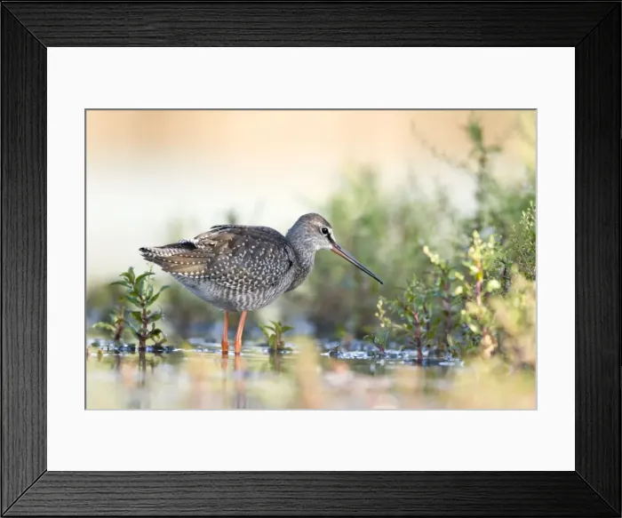 Framed Print : Spotted Redshank Wading in shallows. Cleveland, UK Framed Print : Spotted Redshank Wading in shallows. Cleveland, UK