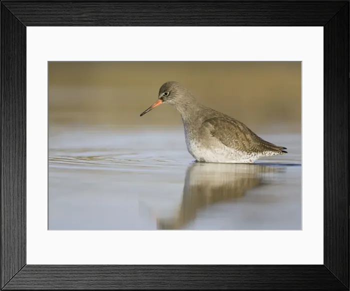 Framed Print : Redshank Wading Cleveland, UK Framed Print : Redshank Wading Cleveland, UK