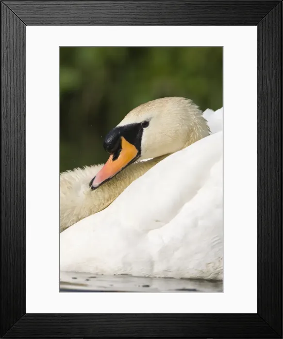 Framed Print : Mute Swan In an agressive display posture. Cleveland. UK