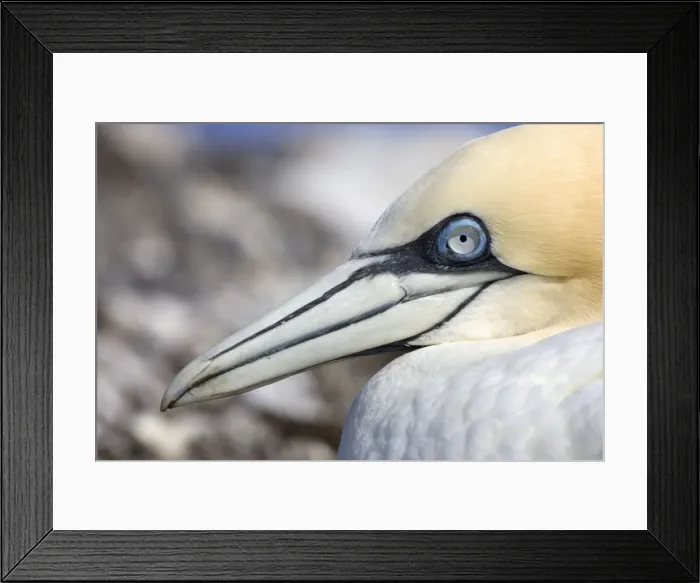 Framed Print : Northern Gannet Close -Up of bird sitting on eggs. Bass Rock, Scotland Framed Print : Northern Gannet Close -Up of bird sitting on eggs. Bass Rock, Scotland