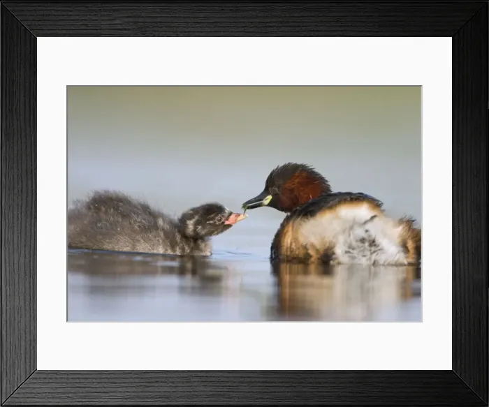 Framed Print : Little Grebe Framed Print : Little Grebe
