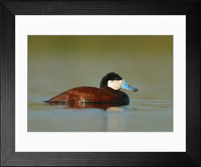 Framed Print : Ruddy Duck Framed Print : Ruddy Duck