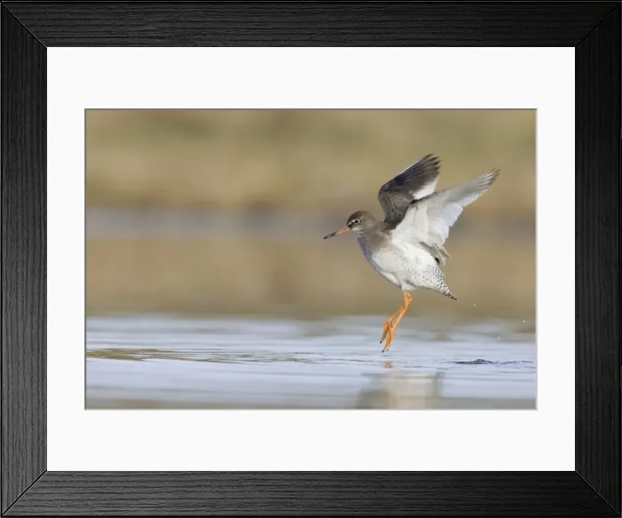 Framed Print : Redshank Wing-flapping Cleveland, UK Framed Print : Redshank Wing-flapping Cleveland, UK