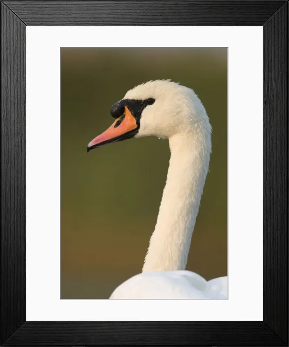 Framed Print : Mute Swan Cleveland. UK