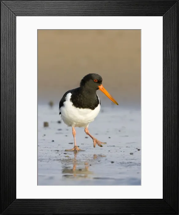 Framed Print : Oystercatcher Framed Print : Oystercatcher