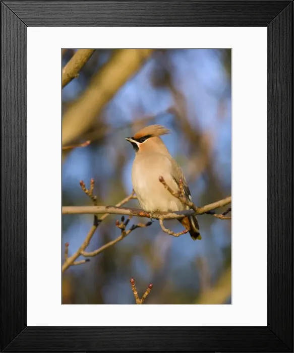 Framed Print : Waxwing Cleveland, UK Framed Print : Waxwing Cleveland, UK