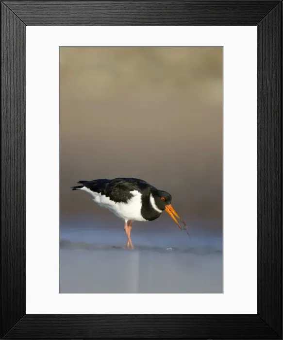 Framed Print : Oystercatcher Framed Print : Oystercatcher