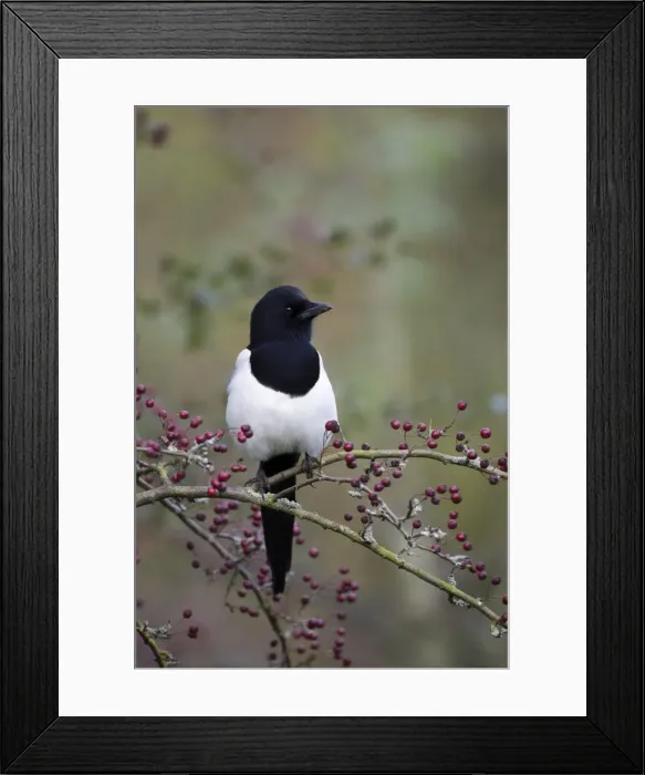 Framed Print : Common Magpie Perched in hawthorn Cleveland, UK Framed Print : Common Magpie Perched in hawthorn Cleveland, UK