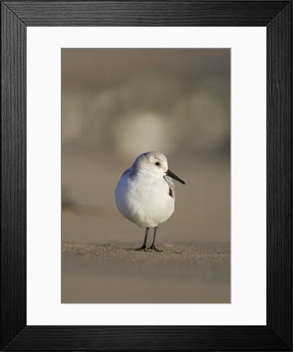 Framed Print : Sanderling Low-level view of bird on sandy beach. Cleveland, UK Framed Print : Sanderling Low-level view of bird on sandy beach. Cleveland, UK