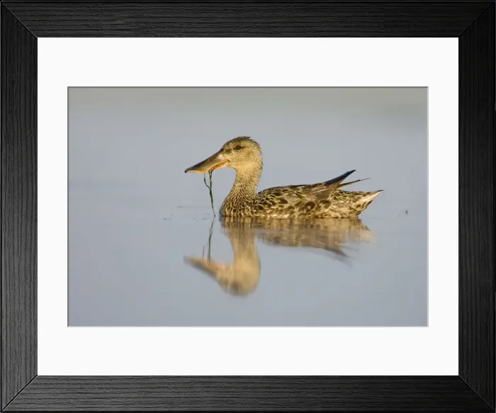 Framed Print : Northern Shoveler Female feeding on pond weed. Cleveland, UK