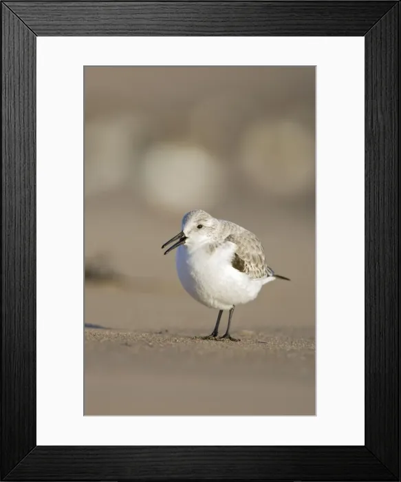 Framed Print : Sanderling On sandy beach. Cleveland, UK