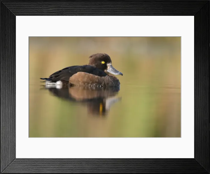 Framed Print : Tufted Duck. Waterlevel perspective of female. Cleveland, UK Framed Print : Tufted Duck. Waterlevel perspective of female. Cleveland, UK