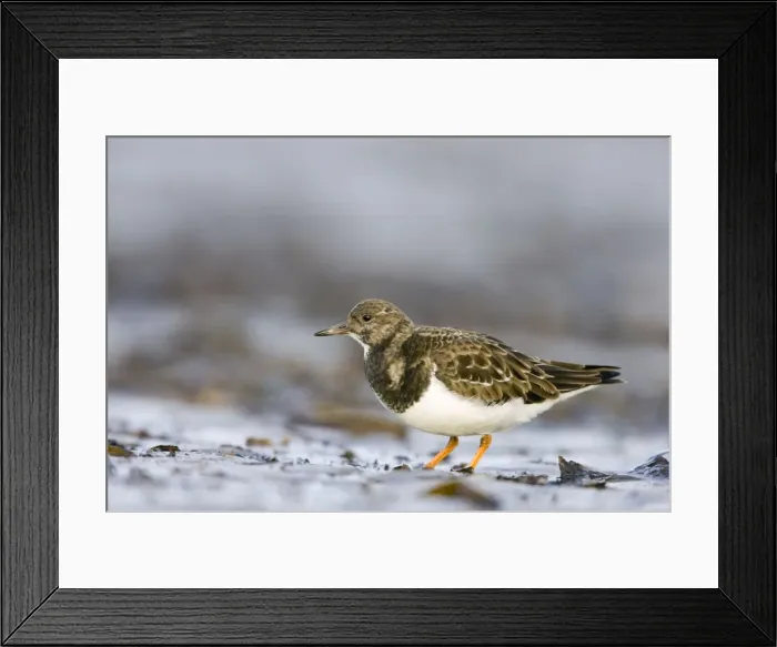 Framed Print : Turnstone. ROY-199. Ruddy Turnstone.. Cleveland, England, UK Framed Print : Turnstone. ROY-199. Ruddy Turnstone.. Cleveland, England, UK