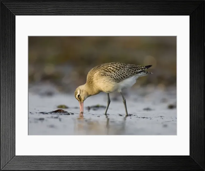 Framed Print : Bar-Tailed Godwit. Probing for food in winter. South Gare, Cleveland, England, UK Framed Print : Bar-Tailed Godwit. Probing for food in winter. South Gare, Cleveland, England, UK
