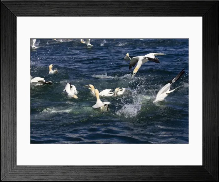 Framed Print : Northern Gannet. Diving for fish Bass Rock, Scotland Framed Print : Northern Gannet. Diving for fish Bass Rock, Scotland
