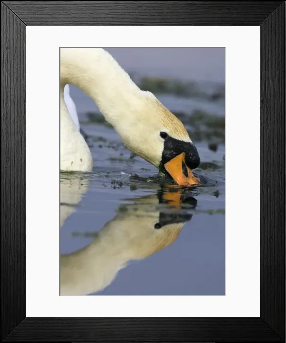 Framed Print : Mute Swan Feeding on pond weed. Cleveland. UK Framed Print : Mute Swan Feeding on pond weed. Cleveland. UK
