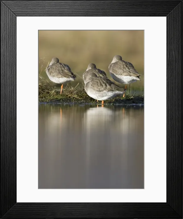 Framed Print : Redshank Roosting Cleveland, UK Framed Print : Redshank Roosting Cleveland, UK