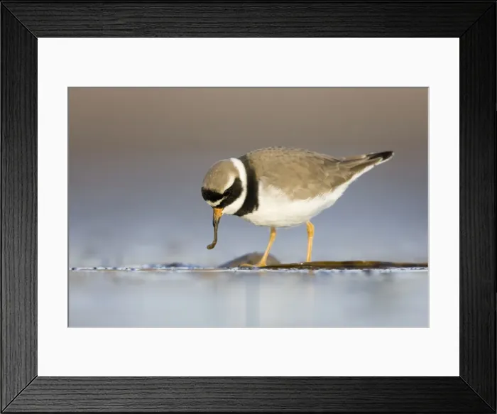 Framed Print : Ringed Plover Ground level view of adult feeding on a worm. Cleveland, UK Framed Print : Ringed Plover Ground level view of adult feeding on a worm. Cleveland, UK