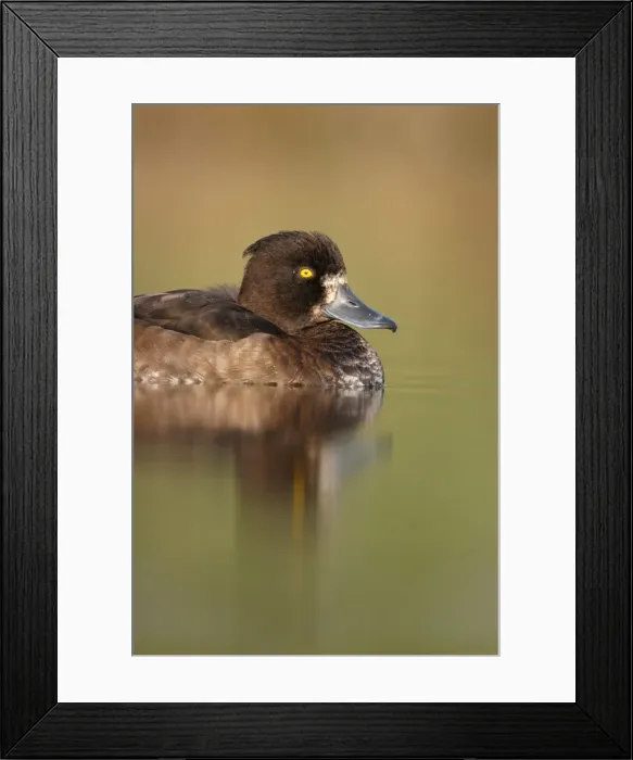 Framed Print : Tufted Duck. Waterlevel perspective of female. Cleveland, UK Framed Print : Tufted Duck. Waterlevel perspective of female. Cleveland, UK