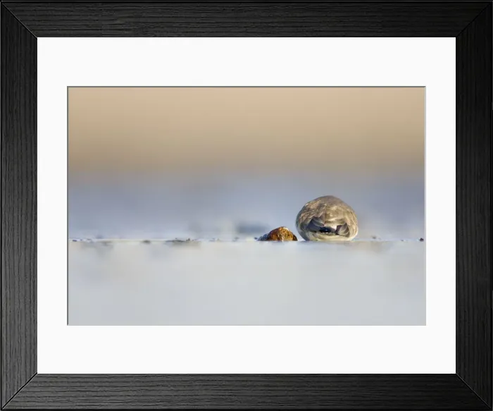 Framed Print : Ringed Plover Ground-level perspective of bird lying low and motionless while a hawk passes over. The plover appears to be taking on the look of surrounding stones. Cleveland, UK Framed Print : Ringed Plover Ground-level perspective of bird lying low and motionless while a hawk passes over. The plover appears to be taking on the look of surrounding stones. Cleveland, UK