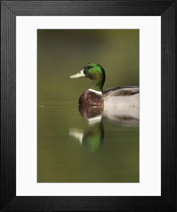 Framed Print : Mallard Adult drake Cleveland, UK Framed Print : Mallard Adult drake Cleveland, UK
